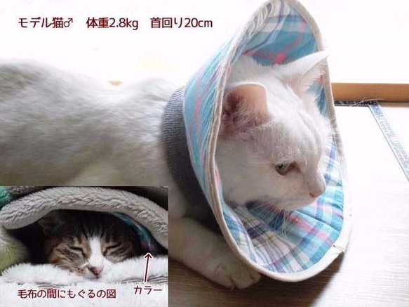 洗える猫用エリザベスカラー【ブルー×ピンク小花】 4枚目の画像