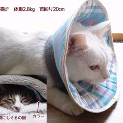 洗える猫用エリザベスカラー【えんじ水玉】 4枚目の画像