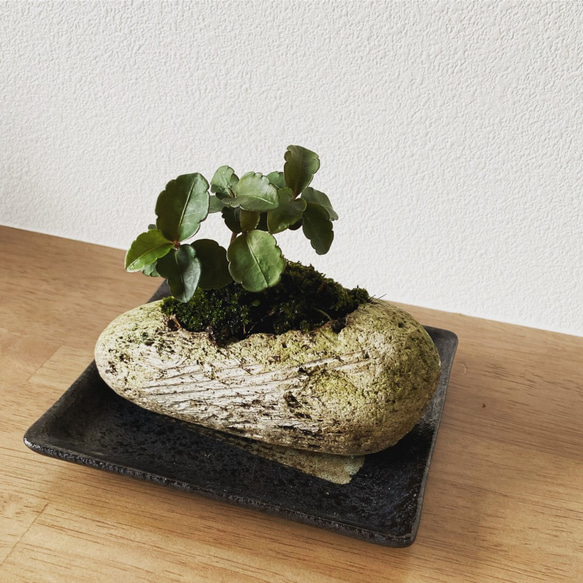 苔玉軽石鉢（小） 万両 花器付き WABITO 2枚目の画像