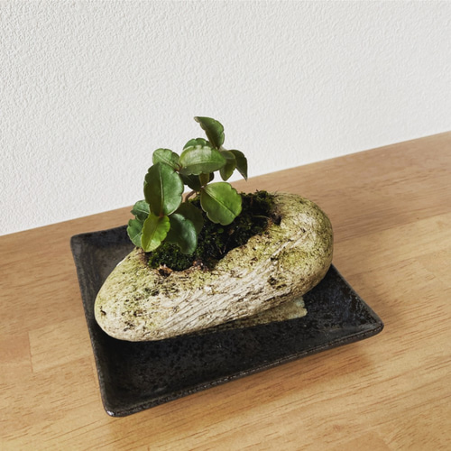 苔玉軽石鉢（小） 万両 花器付き WABITO 一輪挿し・花瓶・花器