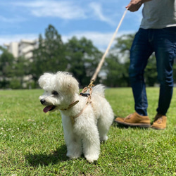 小型犬ハーネス（ゴールド） 3枚目の画像