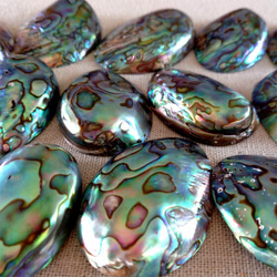 再入荷 ミニ 天然色 アバロンシェル 貝殻 ニュージーランド産 パウア貝