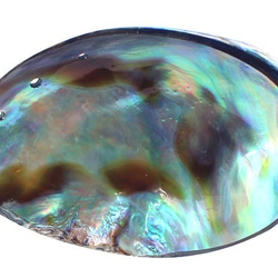 ミニ 天然色 アバロンシェル 貝殻 ニュージーランド産 パウア貝 パウアシェル アワビシェル 小型 5枚目の画像