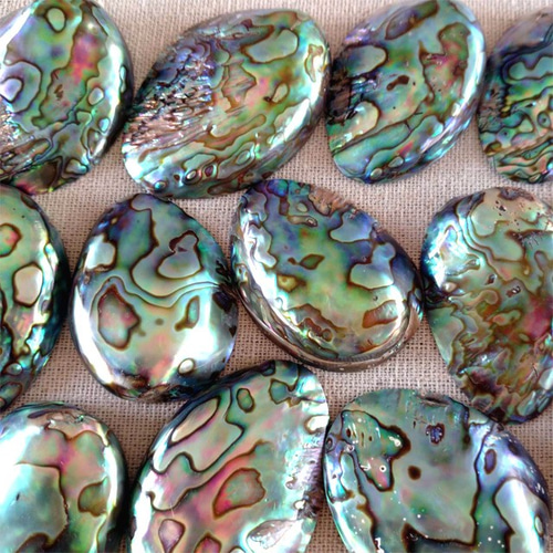 再入荷 ミニ 天然色 アバロンシェル 貝殻 ニュージーランド産 パウア貝