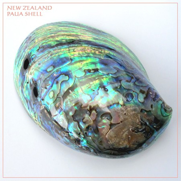 アバロンシェル 貝殻 ニュージーランド産 パウア貝 パウアシェル アワビシェル 2枚目の画像