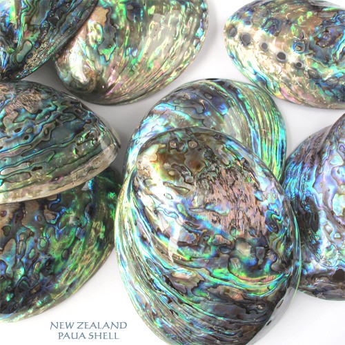 アバロンシェル 貝殻 ニュージーランド産 パウア貝 パウアシェル