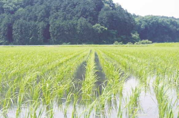 天然醸造麦味噌(Ｒ) たっぷりお得サイズ 4枚目の画像