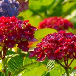 【現品限り】雨後の紫陽花の帯留め（アンティークレッド） 8枚目の画像