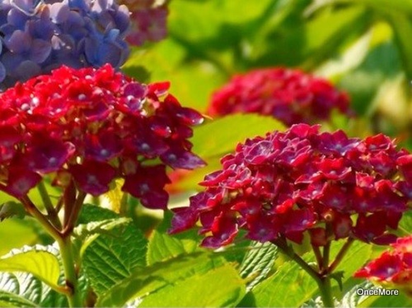 【現品限り】雨後の紫陽花の帯留め（アンティークレッド） 8枚目の画像