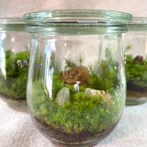 苔のテラリウム作成キット Bタイプ テラリウム Feel The Garden 通販 