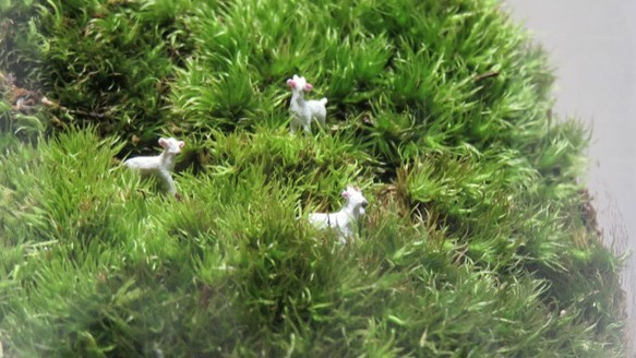 苔テラリウム 丘陵 山羊のいる風景 ポップジャーL 5枚目の画像