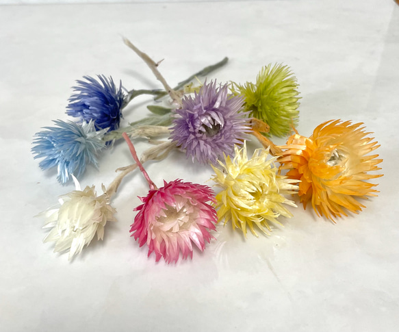 シルバーデージー 8色セット 綺麗な発色です♪ハーバリウム、リース  