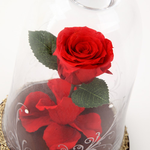 美女と野獣 薔薇 ローズドーム ガラスドーム 魔法の薔薇 美女と野獣 薔薇 ローズドーム ガラスドーム 魔法の薔薇