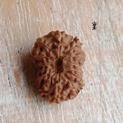 mukhi14】14面ルドラクシャ(J)☆コレクタービーズ その他
