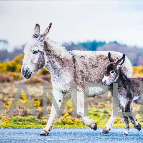 ロバの親子(写真ポスター2L/A4/A3) 写真・グラフィック MK-Art 通販