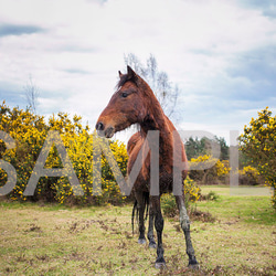 イギリスの野生馬シリーズ1(動物写真2L/A4/A3) 2枚目の画像