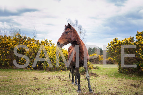 イギリスの野生馬シリーズ1(動物写真2L/A4/A3) 2枚目の画像