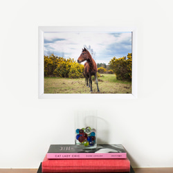 イギリスの野生馬シリーズ1(動物写真2L/A4/A3) 3枚目の画像