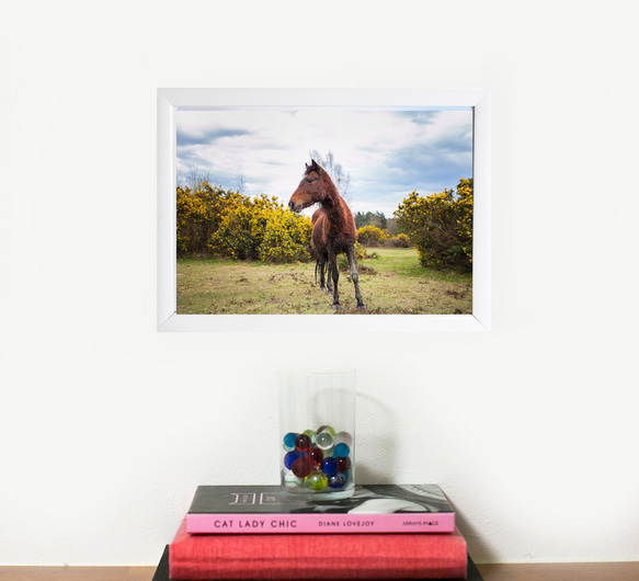 イギリスの野生馬シリーズ1(動物写真2L/A4/A3) 3枚目の画像