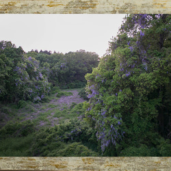 藤の森 (癒しの自然写真 A4サイズ) 1枚目の画像