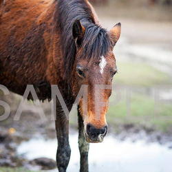 イギリスの野生馬2枚セット (A4/A3サイズ) 5枚目の画像