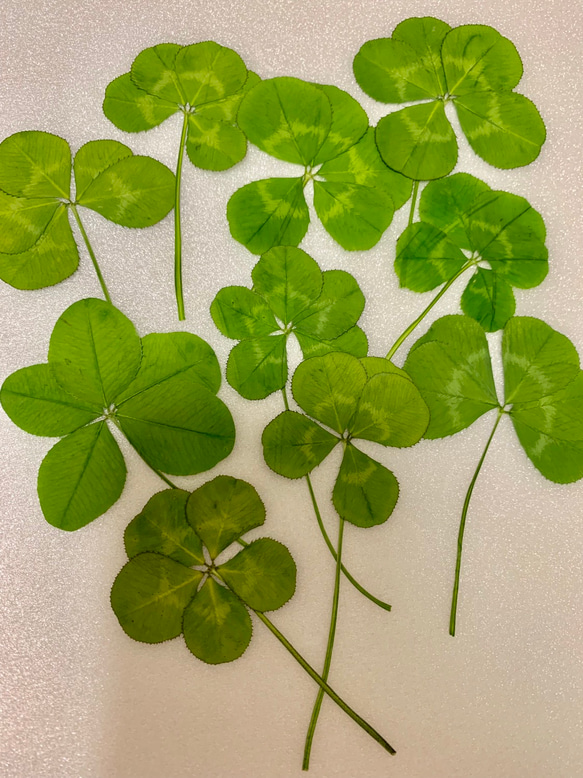 五つ葉のクローバー在庫♪ 確認用 41Wi127ppML._AC_UF350,