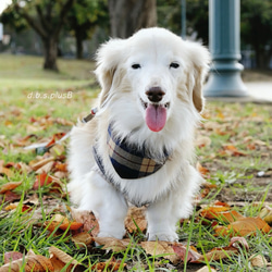 【残１点】タータンチェックバンダナ(ネイビー×パープルライン) /起毛・チェック柄・あったか素材・秋冬・犬 9枚目の画像