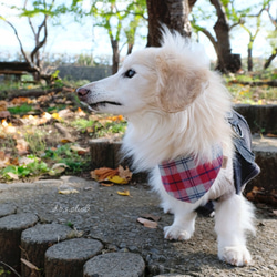 チェック柄 バンダナ(レッド＆グレー/ブルー＆グリーン)  起毛・チェック柄・あったか素材・秋冬・犬猫 5枚目の画像