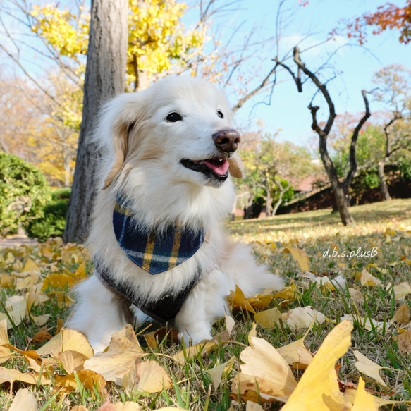 【sold out】クラシックチェック×グレンチェック バンダナ(グリーン)  /  起毛・チェック柄・秋冬・犬猫 5枚目の画像