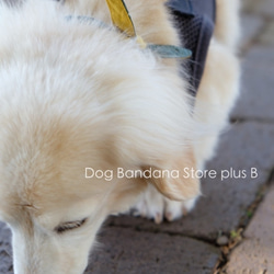 【sold out】サークルレース バンダナ　【グリーン×マスタードイエロー】犬 猫 4枚目の画像