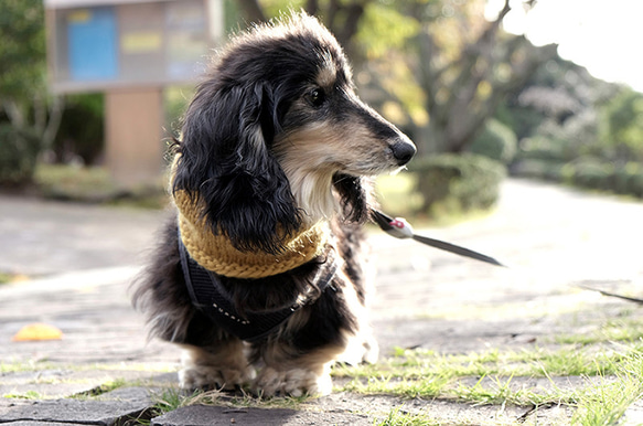 冬限定☆犬用　スヌード・ネックウォーマー 『マスタード』 5枚目の画像