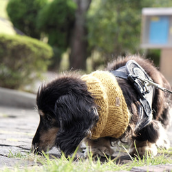 冬限定☆犬用　スヌード・ネックウォーマー 『マスタード』 8枚目の画像