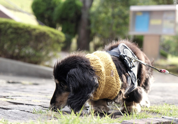 冬限定☆犬用　スヌード・ネックウォーマー 『マスタード』 8枚目の画像