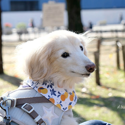 【残り１点】オレンジ柄 バンダナ　/みかん・フルーツ柄・果物・犬・猫 3枚目の画像