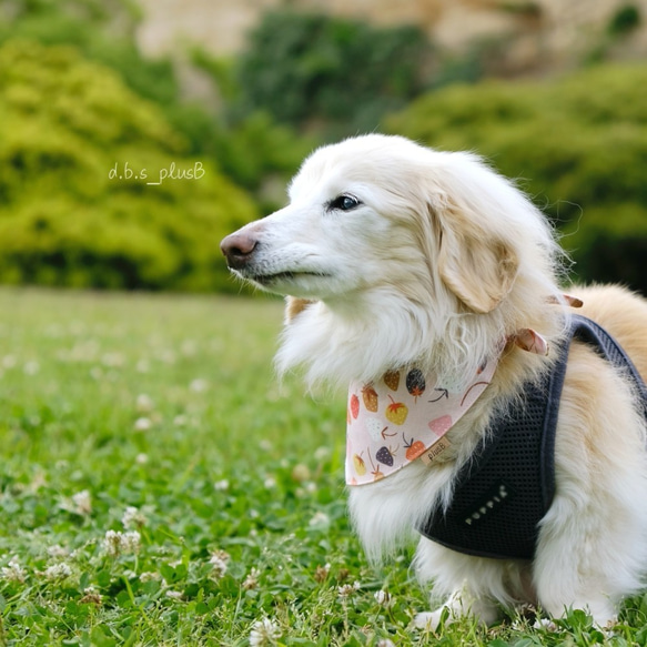 【残１点】ベリーベリー バンダナ/イチゴ柄・ストロベリー・フルーツ・犬猫 4枚目の画像