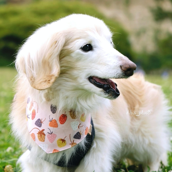 【残１点】ベリーベリー バンダナ/イチゴ柄・ストロベリー・フルーツ・犬猫 5枚目の画像