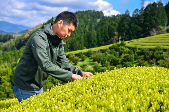 お正月のお茶プチギフト！杉山貢大農園の「和紅茶＆ほうじ茶」ティーバッグセット☆ 9枚目の画像