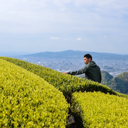 お茶福袋！煎茶「和」リーフ＆「和紅茶・ほうじ茶」ティーバッグ！煎茶ティーバッグおまけ付き 10枚目の画像