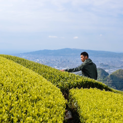 お茶と急須！杉山貢大農園の煎茶「和」200ｇ＆常滑急須セット☆ 8枚目の画像