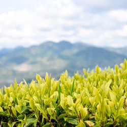 お茶と急須！杉山貢大農園の高級品種さえみどりの被せ煎茶「貢大」30g＆常滑急須セット☆ 9枚目の画像