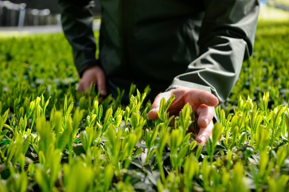 お茶と急須！杉山貢大農園の高級品種さえみどりの被せ煎茶「貢大」30g＆常滑急須セット☆ 10枚目の画像