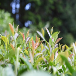 桜葉の香りがする煎茶！香り系品種茶「静7132」☆1袋40グラム 4枚目の画像