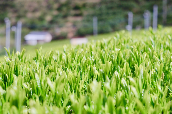 爽やかな甘味と渋み！杉山貢大農園の煎茶「和」普段の飲みに最適！200ｇ 6枚目の画像