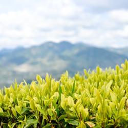 杉山貢大農園の「ほうじ茶ティーパック」10個入りできました！２袋セット☆ 6枚目の画像