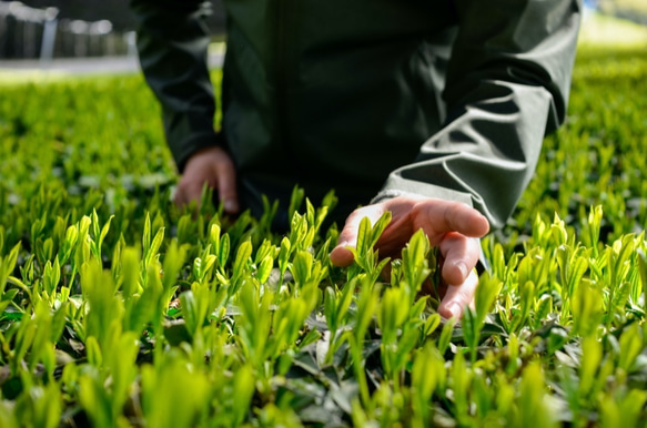 杉山貢大農園の「ほうじ茶ティーパック」10個入りできました！２袋セット☆ 7枚目の画像