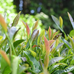 優しい甘さ広がる☆杉山貢大農園の「和紅茶」ティーパック10個入り×２袋セット 5枚目の画像