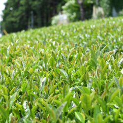 優しい甘さ広がる☆杉山貢大農園の「和紅茶」ティーパック10個入り×２袋セット 6枚目の画像