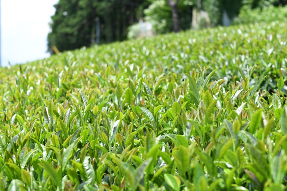 優しい甘さ広がる☆杉山貢大農園の「和紅茶」ティーパック10個入り×２袋セット 6枚目の画像