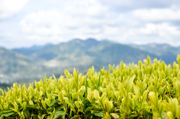 杉山貢大農園の「和紅茶ティーバッグ」&「ほうじ茶ティーバッグ」セットできました！ 9枚目の画像