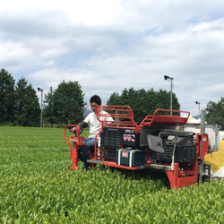 夏はボトルで水出し！「和紅茶50g」&「ほうじ茶50g」&フィルタインボトルセット 7枚目の画像